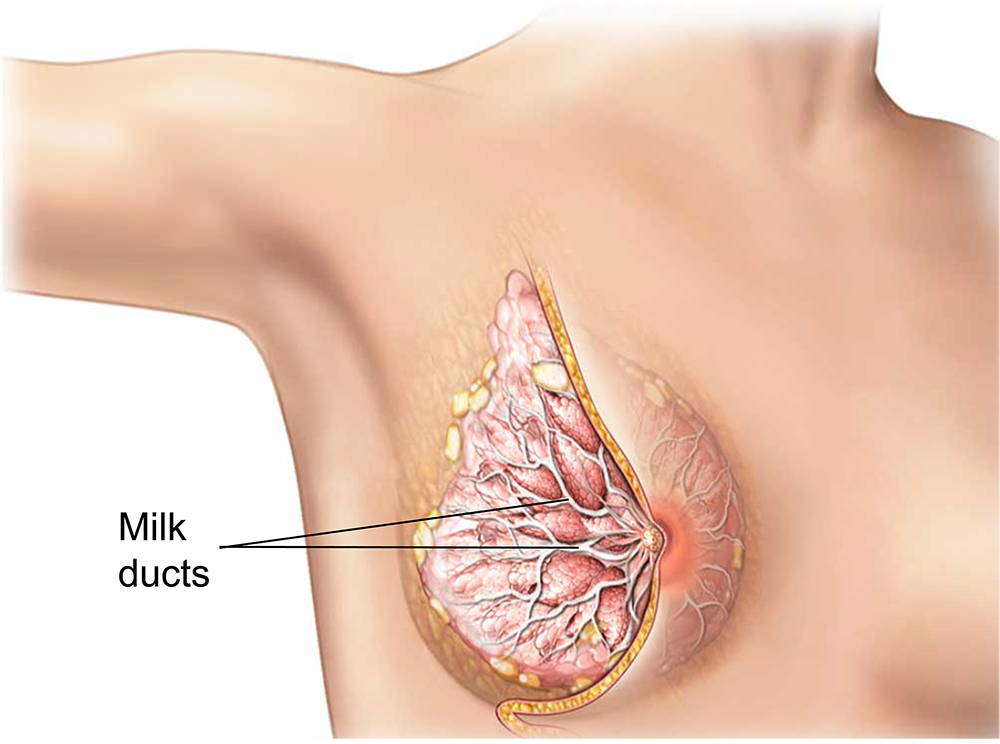 cross section of a breast showing the milk ducts